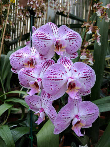 Orchid in Biltmore Estate Greenhouse