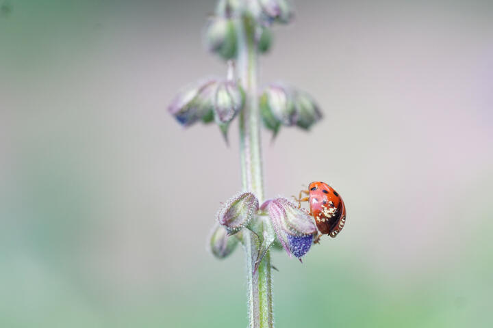 Ladybug with pollen